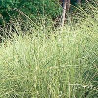 Grass Miscanthus sinensis Morning Light