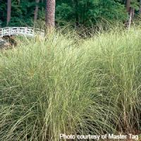 Grass Miscanthus sinensis Morning Light