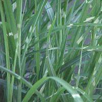 Grass Miscanthus strictus 