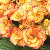 Primlet<sup>®</sup> Sunrise Primula