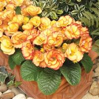 Primlet<sup>®</sup> Sunrise Primula
