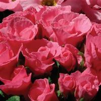 Primlet<sup>®</sup> Pink Shades Primula
