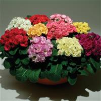 Primlet<sup>®</sup> Mixture Primula