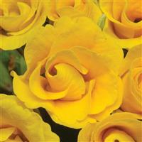 Primlet<sup>®</sup> Golden Shades Primula