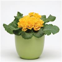 Primlet<sup>®</sup> Golden Shades Primula