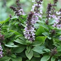 Floral Spires Lavender Basil