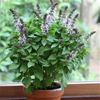Floral Spires Lavender Basil