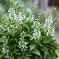 Floral Spires White Basil