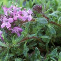 Thyme Bressingham