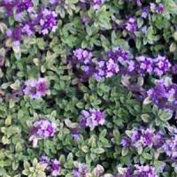 Herb Thyme vulgaris Silver Posie
