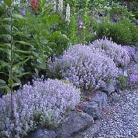 Herb Thyme vulgaris Silver Posie