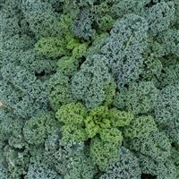 Oldenbor Kale