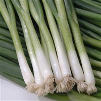 Green Banner Onion