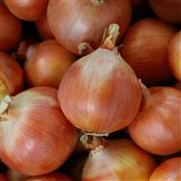Yosemite Onion