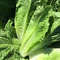 Sculpin Lettuce