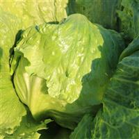 Slot Machine Lettuce