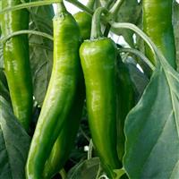 Desperado Pepper