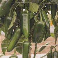 San Joaquin Pepper