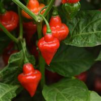 Spinning Tops Pepper