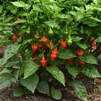 Spinning Tops Pepper