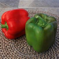 Touchdown Pepper
