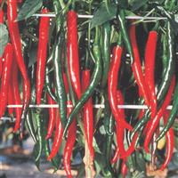 Wonder Hot Pepper