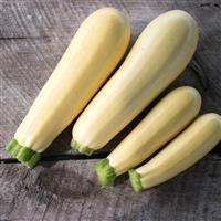 Chiffon Squash