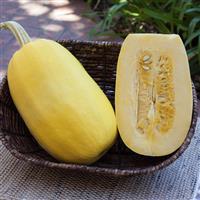 Primavera Squash