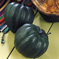Taybelle Squash
