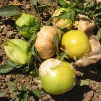 Grande Rio Verde Tomatillo