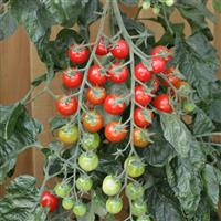 Rapunzel Tomato