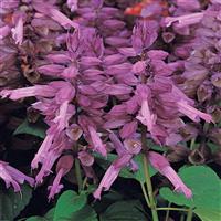 Vista™ Lavender Salvia