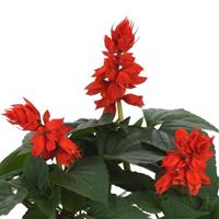 Vista™ Red Salvia