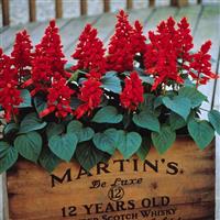 Vista™ Red Salvia