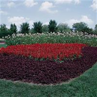 Vista™ Red Salvia