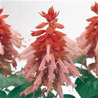 Vista™ Salmon Salvia