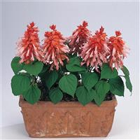 Vista™ Salmon Salvia