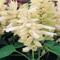 Vista™ White Salvia