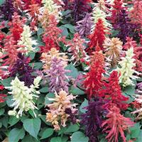 Vista™ Mixture Salvia