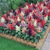 Vista™ Mixture Salvia