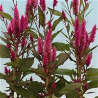 Asian Garden Celosia