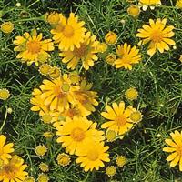Golden Dawn Dahlberg Daisy