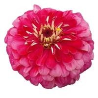 Benary's Giant Carmine Zinnia