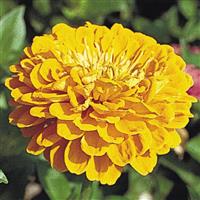 Benary's Giant Golden Yellow Zinnia