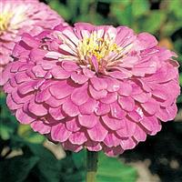 Benary's Giant Lilac Zinnia
