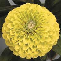 Benary's Giant Lime Zinnia