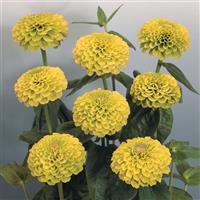 Benary's Giant Lime Zinnia