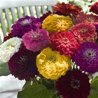 Benary's Giant Mix Zinnia