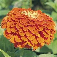 Benary's Giant Orange Zinnia