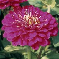 Benary's Giant Purple Zinnia